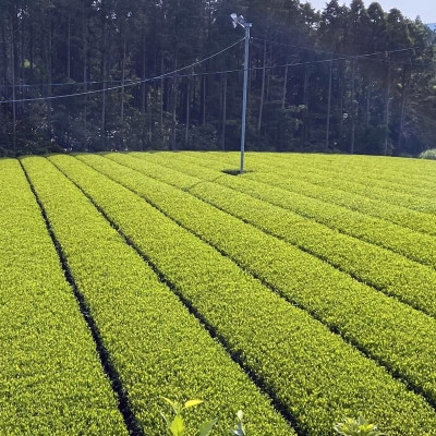 世知原茶「芳翠」「峰の露」詰め合わせ