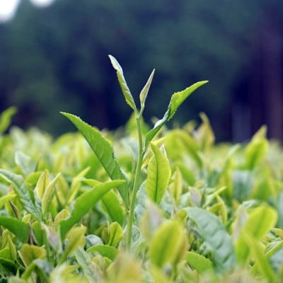世知原茶「芳翠」「峰の露」詰め合わせ