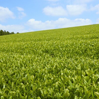 【農林水産大臣賞受賞】こだわり有機栽培煎茶3種飲み比べ100g×3袋