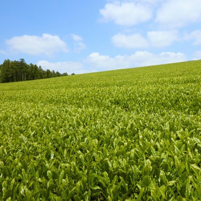 【黄綬褒章受章】抹茶入り有機緑茶ティーバッグ 40包