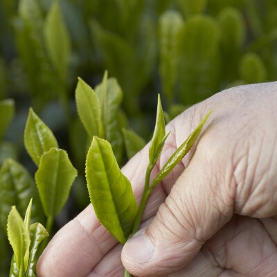【黄綬褒章受章】抹茶入り有機緑茶ティーバッグ 40包