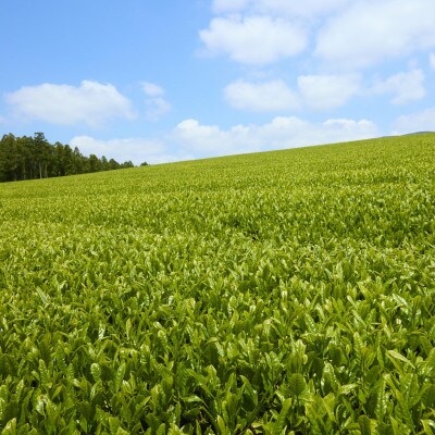 【有機栽培茶】北村の和紅茶ティーバッグ40包