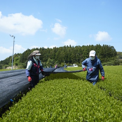 【有機栽培茶】北村の和紅茶ティーバッグ40包