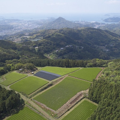 【有機栽培茶】北村の和紅茶ティーバッグ40包
