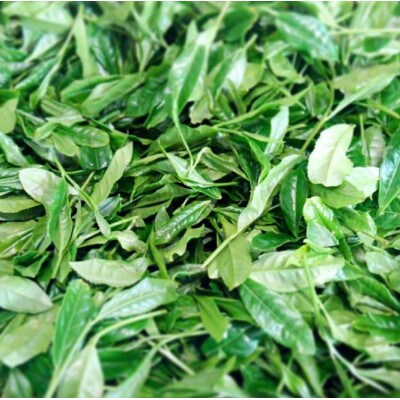 世知原茶 青々しい薫りと旨みの上かぶせ