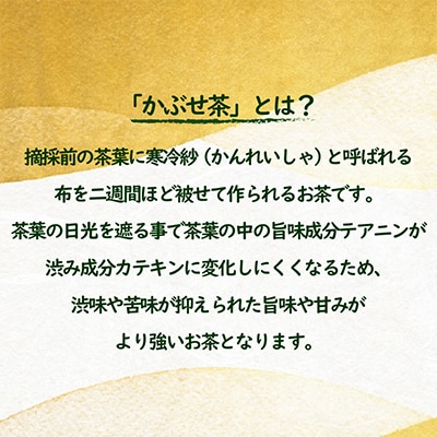 【発送月固定定期便】世知原茶 青々しい薫りと旨みの上かぶせ〈佐世保がじら〉全12回