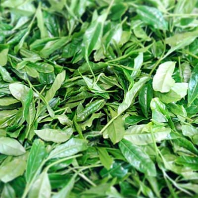 【発送月固定定期便】世知原茶 青々しい薫りと旨みの上かぶせ〈佐世保がじら〉全12回