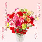 鮮度が自慢!産地直送 高級 草丈65cm カーネーション切り花 50本