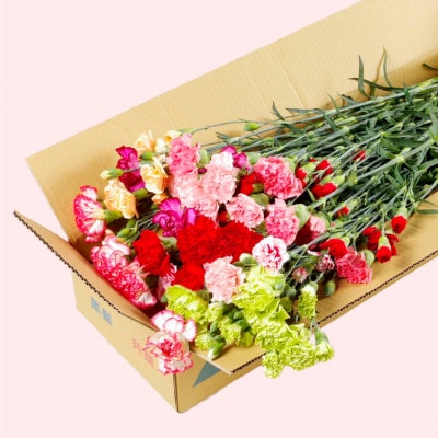 鮮度が自慢!産地直送 高級 草丈65cm カーネーション切り花 50本