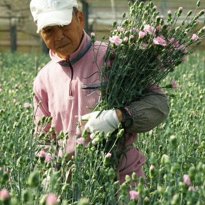 鮮度が自慢!産地直送 高級 草丈65cm カーネーション切り花 50本