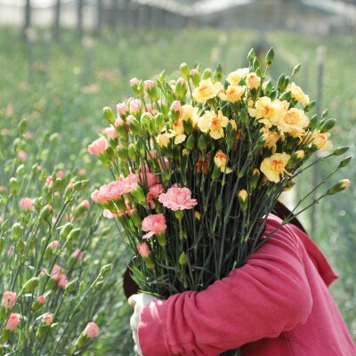 母の日ギフト 花農家直送 カーネーション花束 生花 切り花 22本