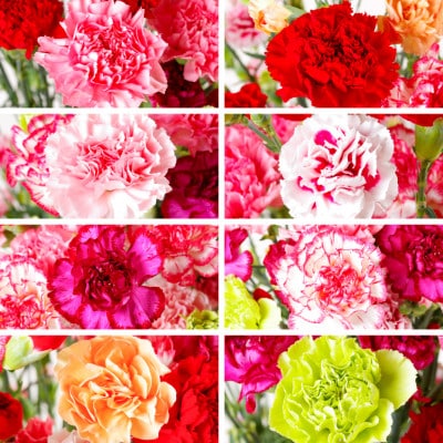 母の日ギフト 花農家直送 カーネーション花束 生花 切り花 22本