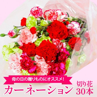 【2024年 母の日 ギフト】鮮度が自慢!農家直送  カーネーション 生花 切り花 30本