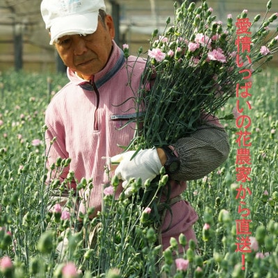 【2024年 母の日 ギフト】鮮度が自慢!農家直送  カーネーション 生花 切り花 30本