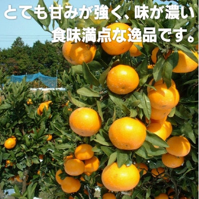 【早期受付】西海みかん「味まる」(3kg)