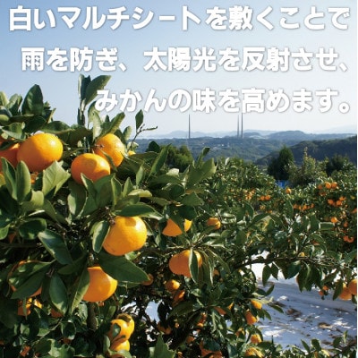 【早期受付】西海みかん「味まる」(5kg)