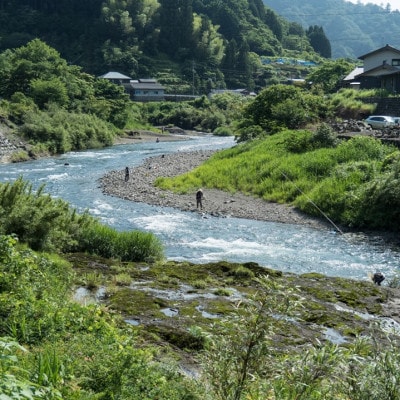 四万十川源流域　冷凍子持ち鮎　約500g(4～8尾) [個包装　高知 天然 ]