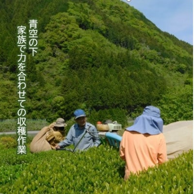 四万十紅茶〈ティーバッグ〉2.5g×12個入り×10袋