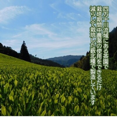 四万十紅茶〈リーフティー〉50g×10袋