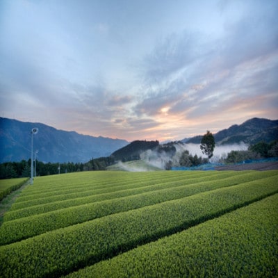 銘茶の里　四万十川源流茶〈水出し冷茶〉ティーバッグ(10g×30P)×2個