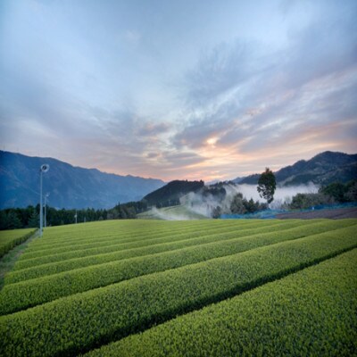 【新茶】銘茶の里　四万十川源流茶〈上級煎茶〉 80g×3個
