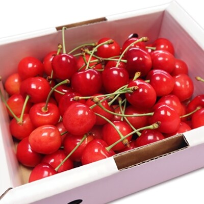 【2027年発送】「秀品」さくらんぼ佐藤錦500g(L玉・化粧箱・バラ詰)_H039(R9)