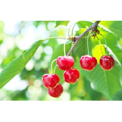 【期間限定】「秀品」さくらんぼ紅秀峰500g(L玉以上・化粧箱・バラ詰)_H045(R8)