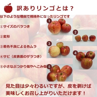 【2023年1月発送】ご家庭用訳ありリンゴ(サンふじ)約10kg_H085(R4)-2
