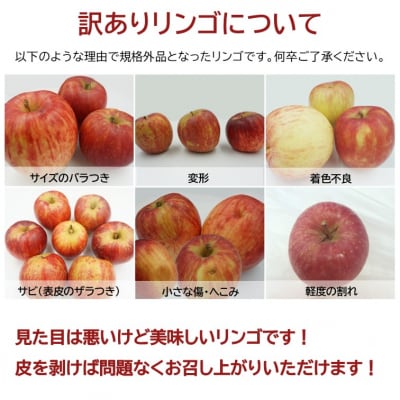 【2025年11月～12月発送】ご家庭用訳ありリンゴ(サンふじ)約10kg_H085(R7)
