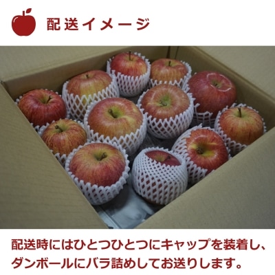 【2025年11月～12月発送】ご家庭用訳ありリンゴ(サンふじ)約10kg_H085(R7)