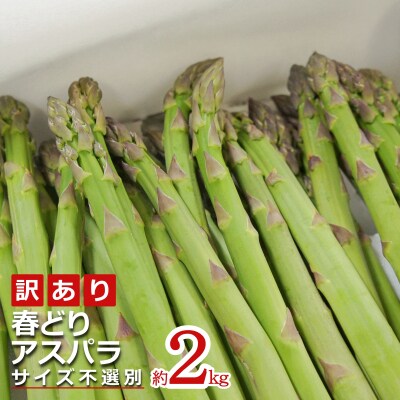 【2026年発送】ご家庭用訳あり春どりアスパラ(S～2Lサイズ・2kg)_H155(R8)