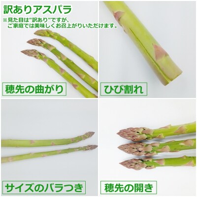 【2026年発送】ご家庭用訳あり春どりアスパラ(S～2Lサイズ・2kg)_H155(R8)