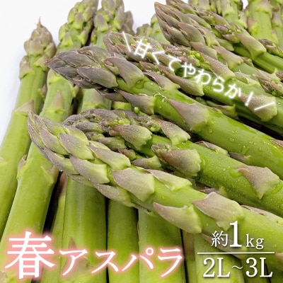 【2026年発送】春どりアスパラ(2L～3Lサイズ・約1kg)_H172(R8)