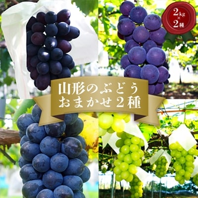 【2026年発送】「秀品」山形のぶどう品種おまかせ約4kg(約2kg×2種)_H056(R8)