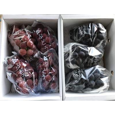 【2026年発送】「秀品」山形のぶどう品種おまかせ約4kg(約2kg×2種)_H056(R8)