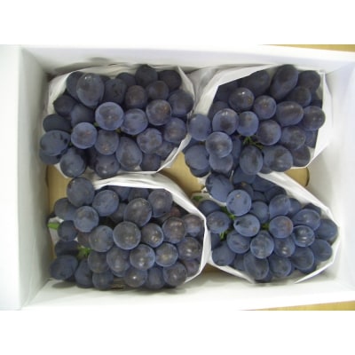 【2026年発送】「秀品」山形のぶどう(高尾)約2kg_H058(R8)