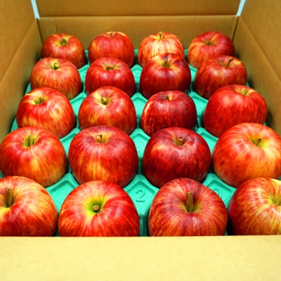 【2026年発送】山形のりんご(つがる)約5kg_H074(R8)