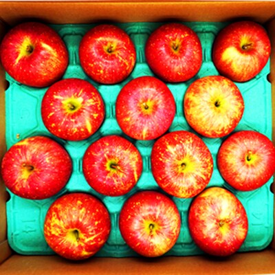 【2026年発送】山形のりんご(早生ふじ)約5kg_H075(R8)