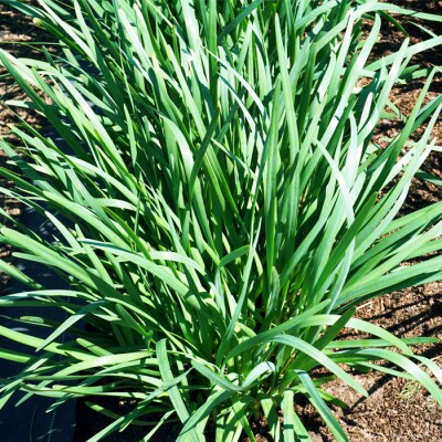 【2026年発送】長井特産行者菜約800g(80g×10束)_H100(R8)