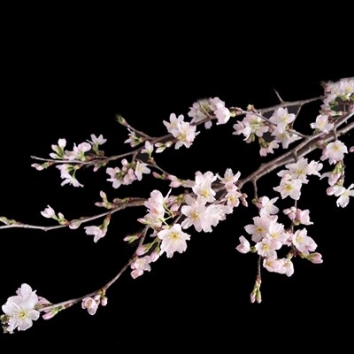 冬に咲く桜 啓翁桜 の切り花 80 90cm枝 8 10本 お礼品詳細 ふるさと納税なら さとふる