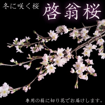 【2026年発送】冬に咲く桜「啓翁桜」の切り花(80～90cm枝×8～10本)_F068(R7)