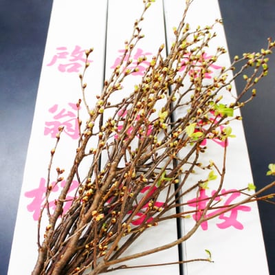 【2025年1月～3月頃発送】冬に咲く桜「啓翁桜」の切り花(80～90cm枝×8～10本)_F068
