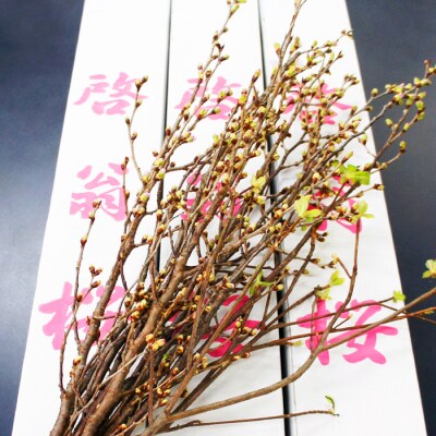 【2026年発送】冬に咲く桜「啓翁桜」の切り花(80～90cm枝×8～10本)_F068(R7)