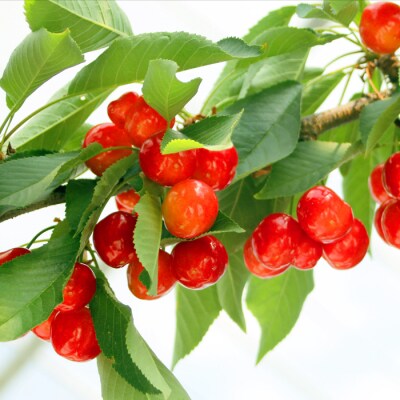 【R7年6～7月発送】「秀品」さくらんぼ紅秀峰500g(L以上・バラ詰)_H112(R7)