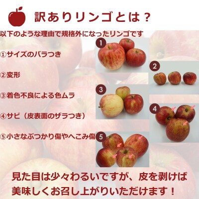 【R7年11～12月発送】訳ありリンゴ(サンふじ)10kg(1箱2段詰)_H128(R7)