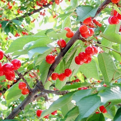 【2026年発送】「秀品」さくらんぼ紅秀峰1kg(L玉以上・化粧箱・バラ詰)_H043(R8)