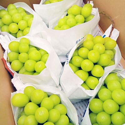 【2026年発送】「秀品」山形のぶどう(シャインマスカット)4.5kg以上_H135(R8)