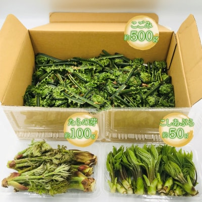 【2026年発送】天ぷら用山菜3種約650g(たらの芽、こしあぶら、こごみ)_H048(R8)