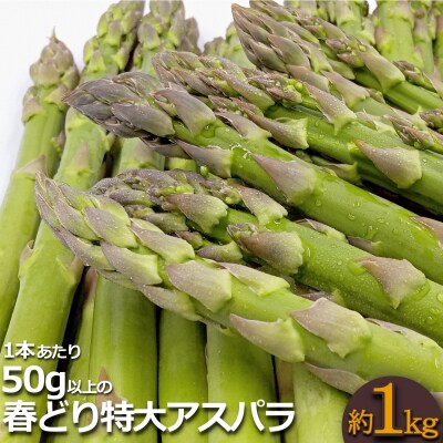 【2023年5月～6月発送分先行受付】春どり特大アスパラ(1本50g以上・1kg)_H049(R5) | ふるさと納税のお礼品