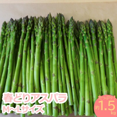 【2024年4月～5月発送分先行受付】春どりアスパラ(M～Lサイズ・1.5kg)_H050(R6)